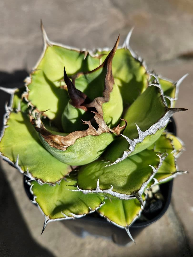 発根済 アガベ チタノタ オテロイ 現地実生