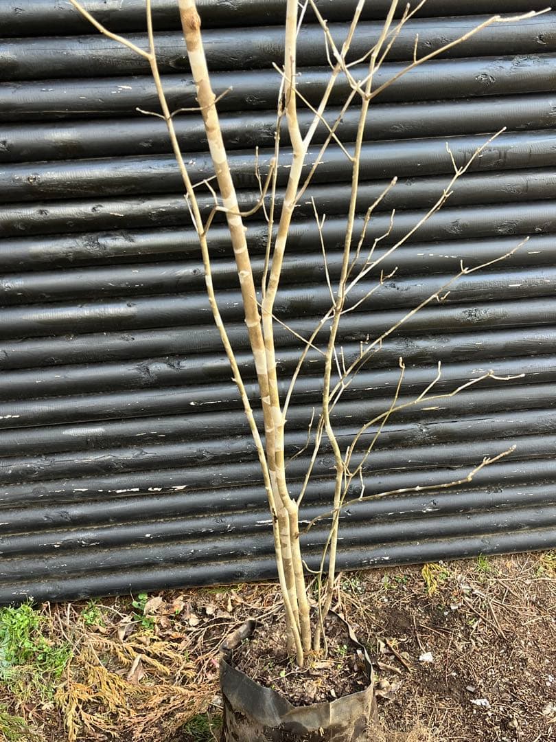 山採り天然　アオダモ　５本株立ち　4