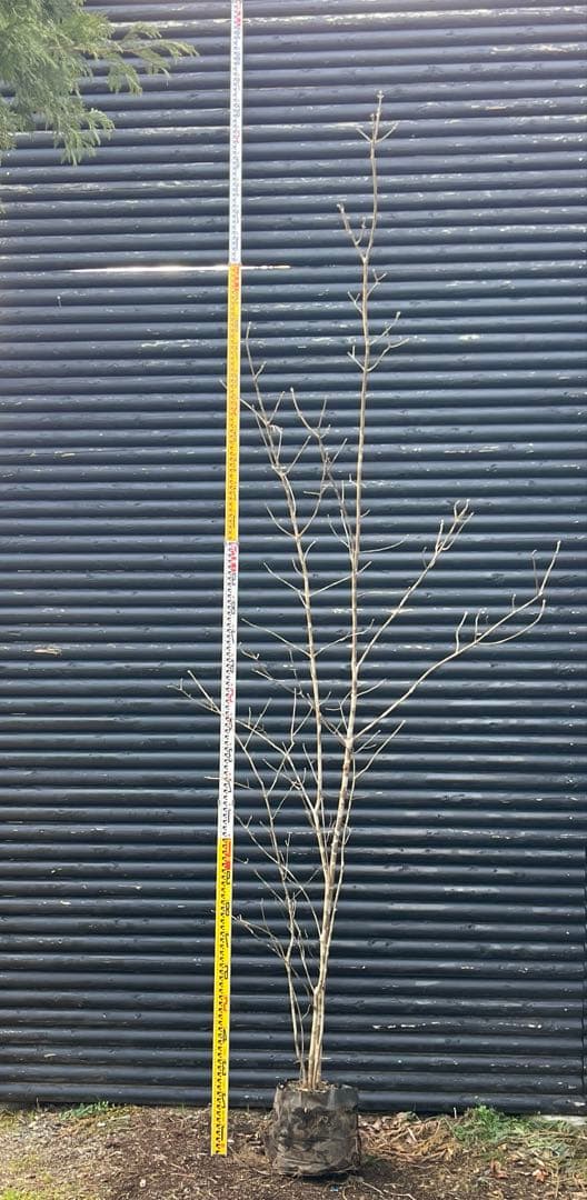 山採り天然　アオダモ　５本株立ち　4