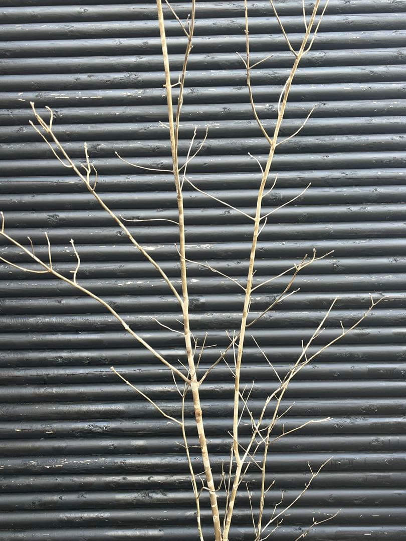 山採り天然　アオダモ　５本株立ち　4