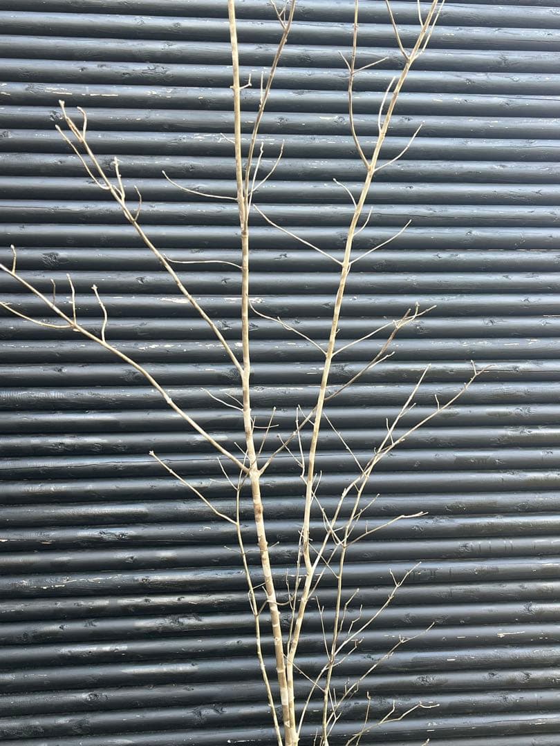 山採り天然　アオダモ　５本株立ち　4