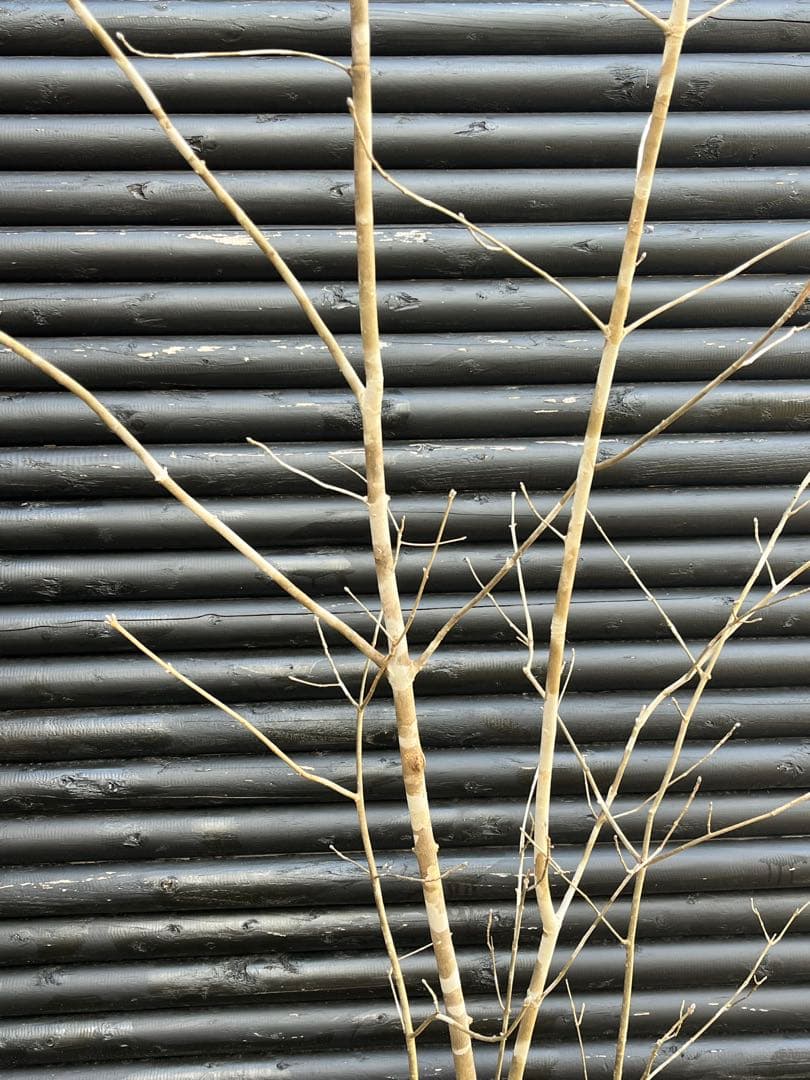 山採り天然　アオダモ　５本株立ち　4