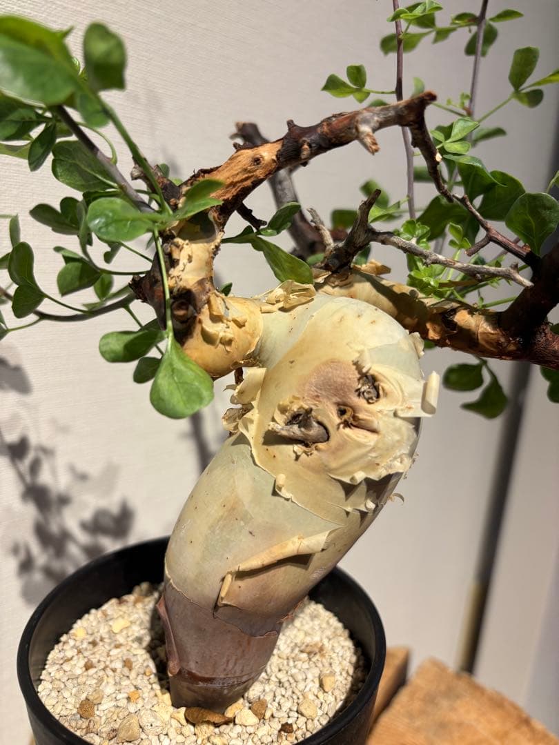 ソマリア　カタフ　ピュアカタフ　コミフォラ