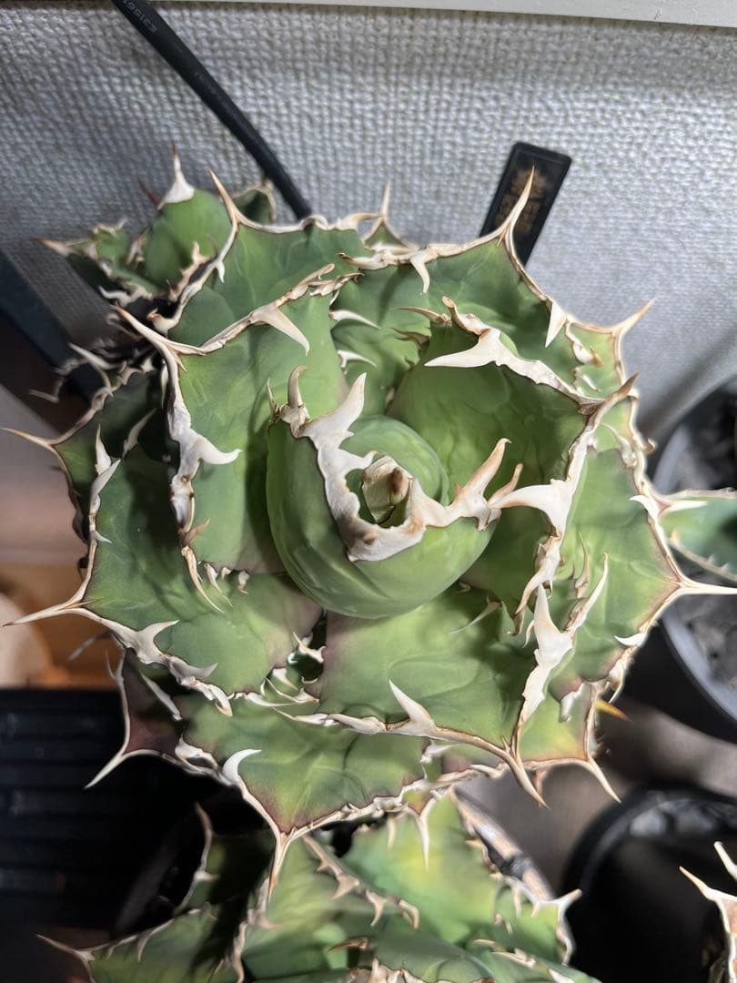 Agave Titanota ‘White hawk’ ホワイトホーク　親株