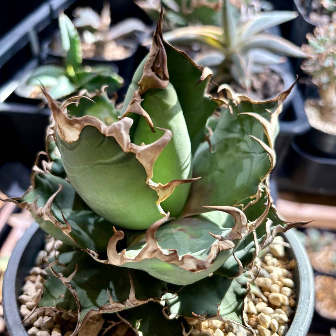 アガベ オアハカオテロイ　　TC アリゾナ産　直径約15センチ　中株