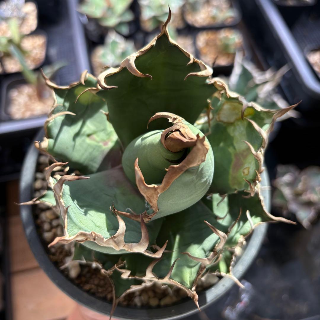 アガベ オアハカオテロイ　　TC アリゾナ産　直径約15センチ　中株