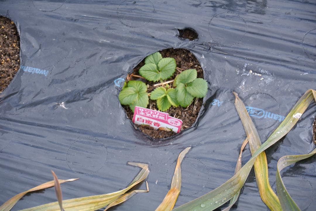 ショット数367枚　NIKON 1 J1 ダブルズームセット 　美品です