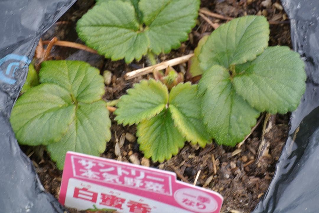 ショット数367枚　NIKON 1 J1 ダブルズームセット 　美品です