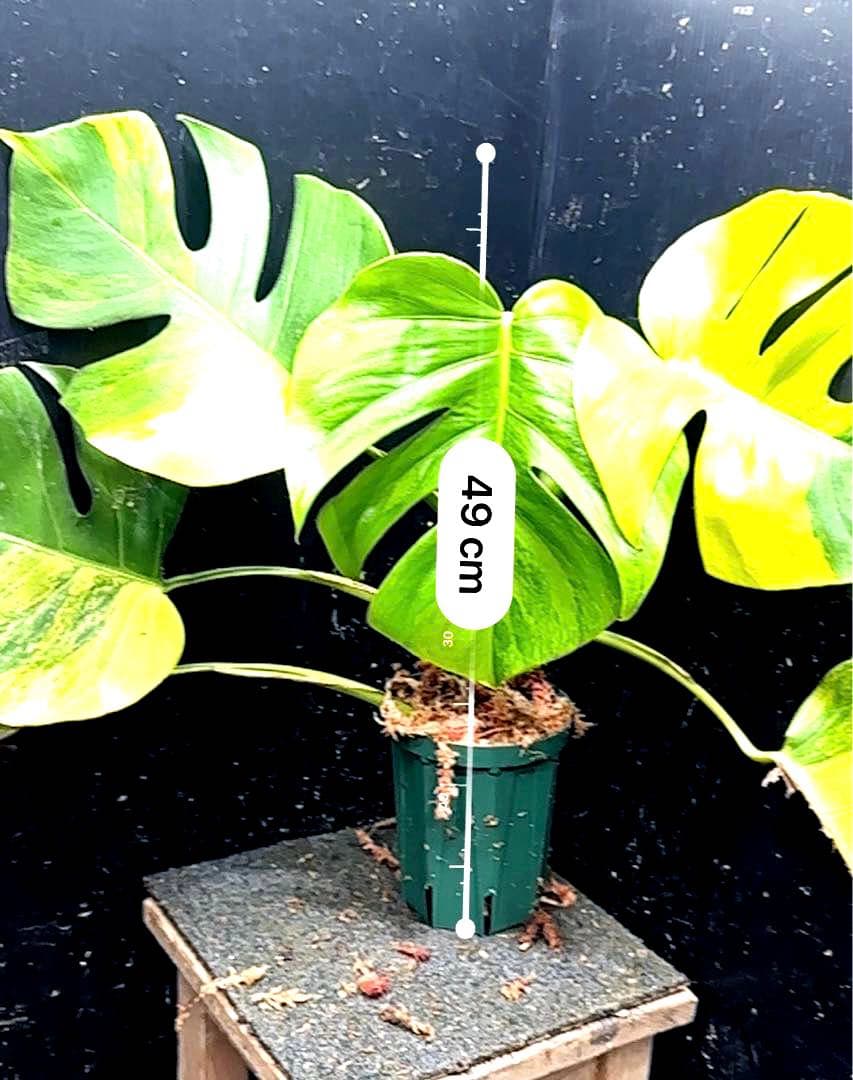 メ*1様 斑入りモンステラボルシギアナオーレア黄斑4号鉢植え49cm発根済み安心