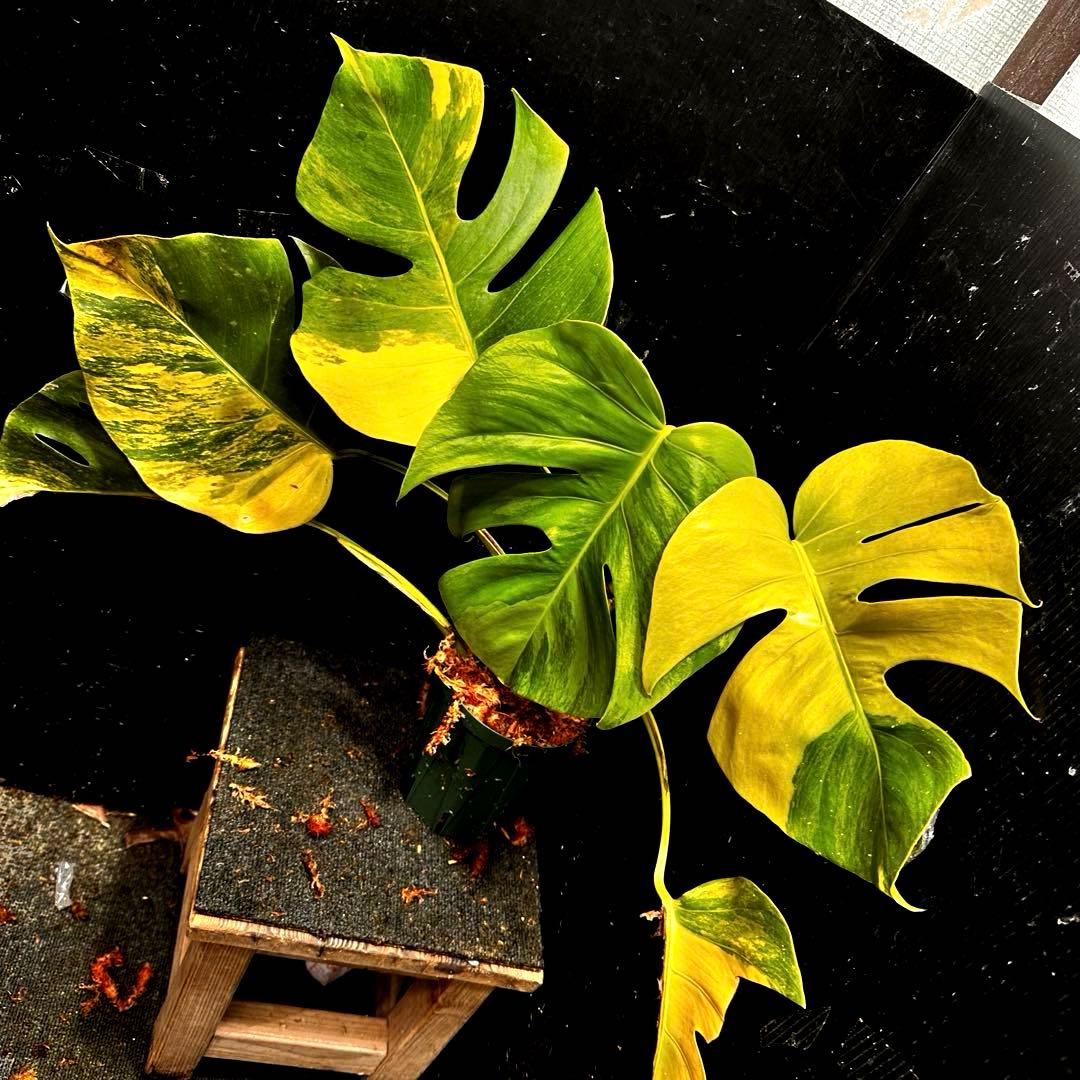 メ*1様 斑入りモンステラボルシギアナオーレア黄斑4号鉢植え49cm発根済み安心