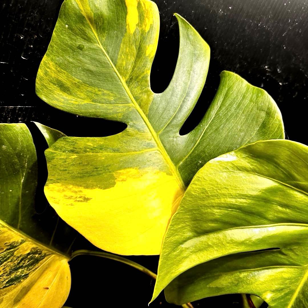 メ*1様 斑入りモンステラボルシギアナオーレア黄斑4号鉢植え49cm発根済み安心