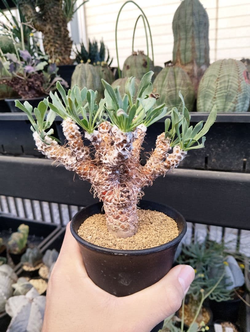 大株 幹立ち オトンナ レトロルサ