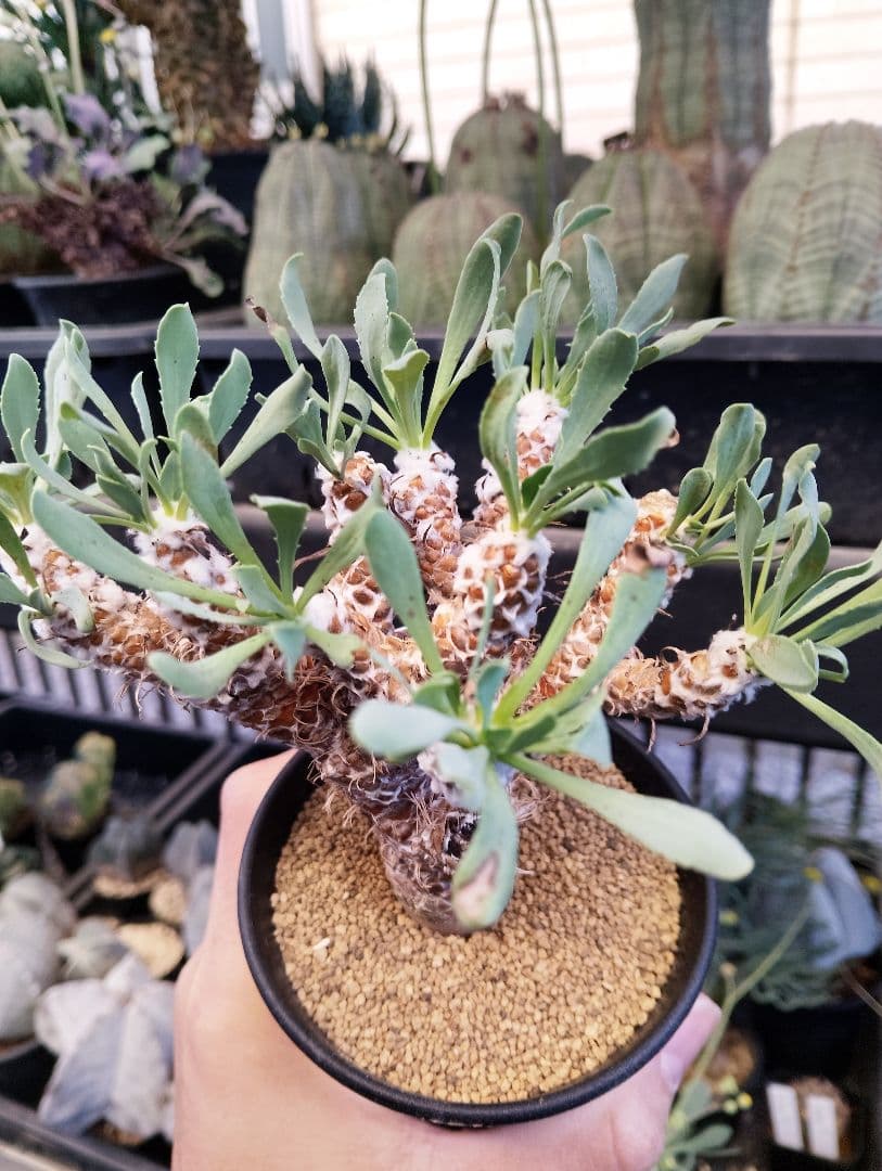 大株 幹立ち オトンナ レトロルサ