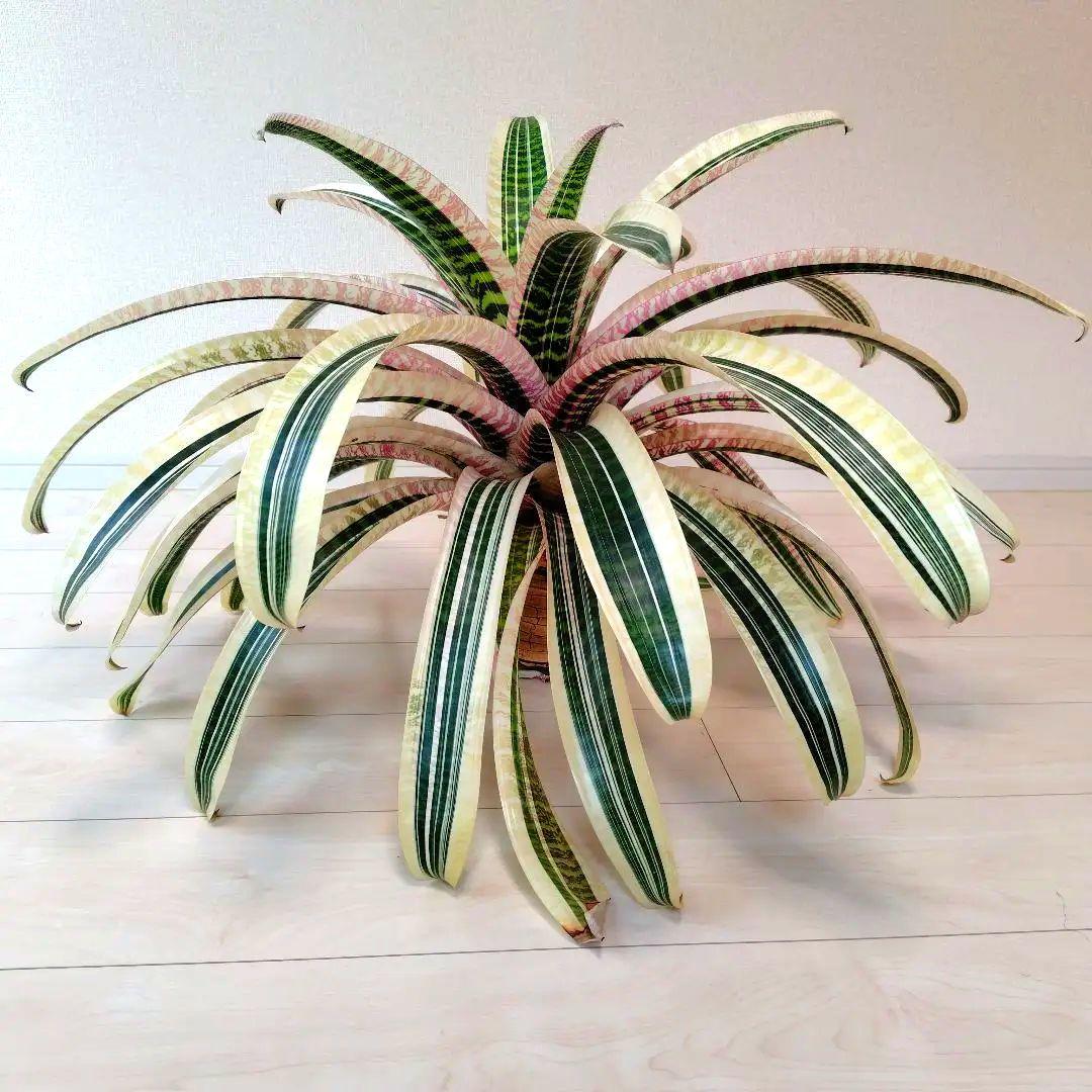 フリーセア アビゲイルジーン