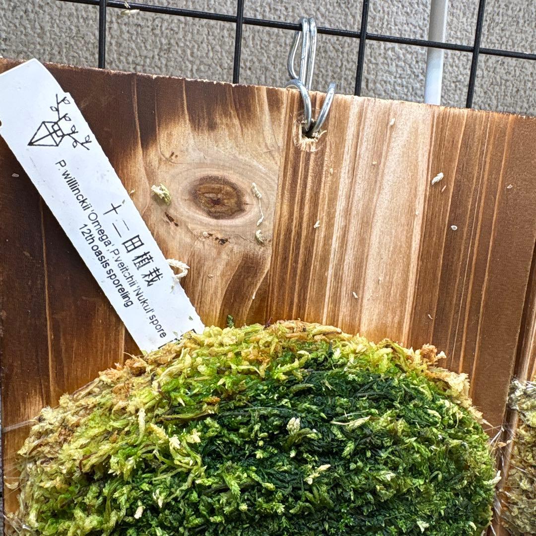 OMEGA×Nukul 12田植栽