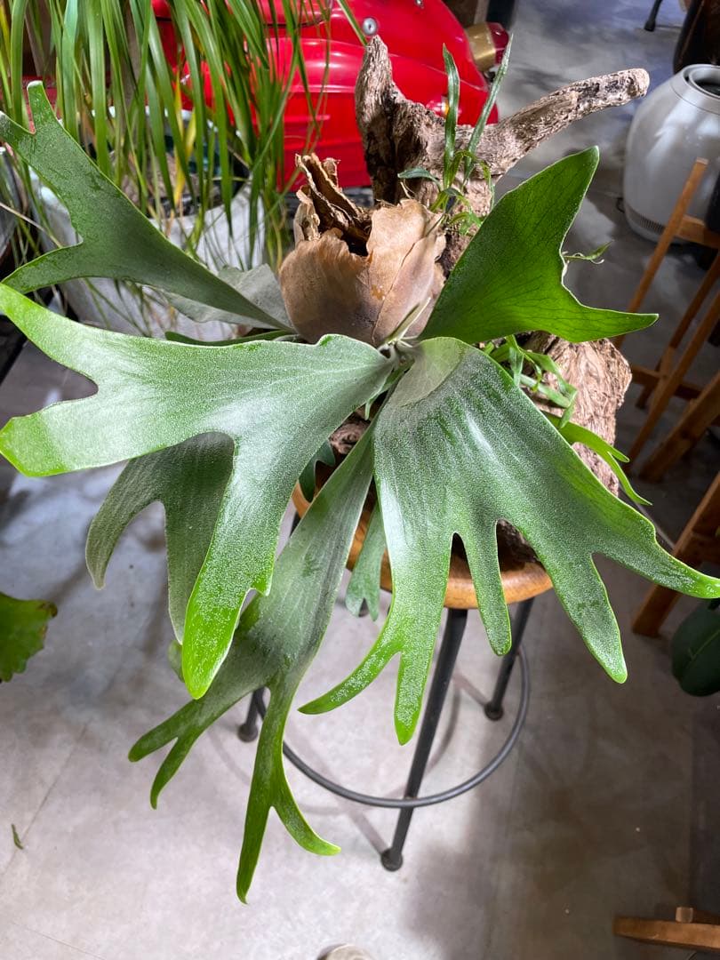 ビカクシダ 流木付