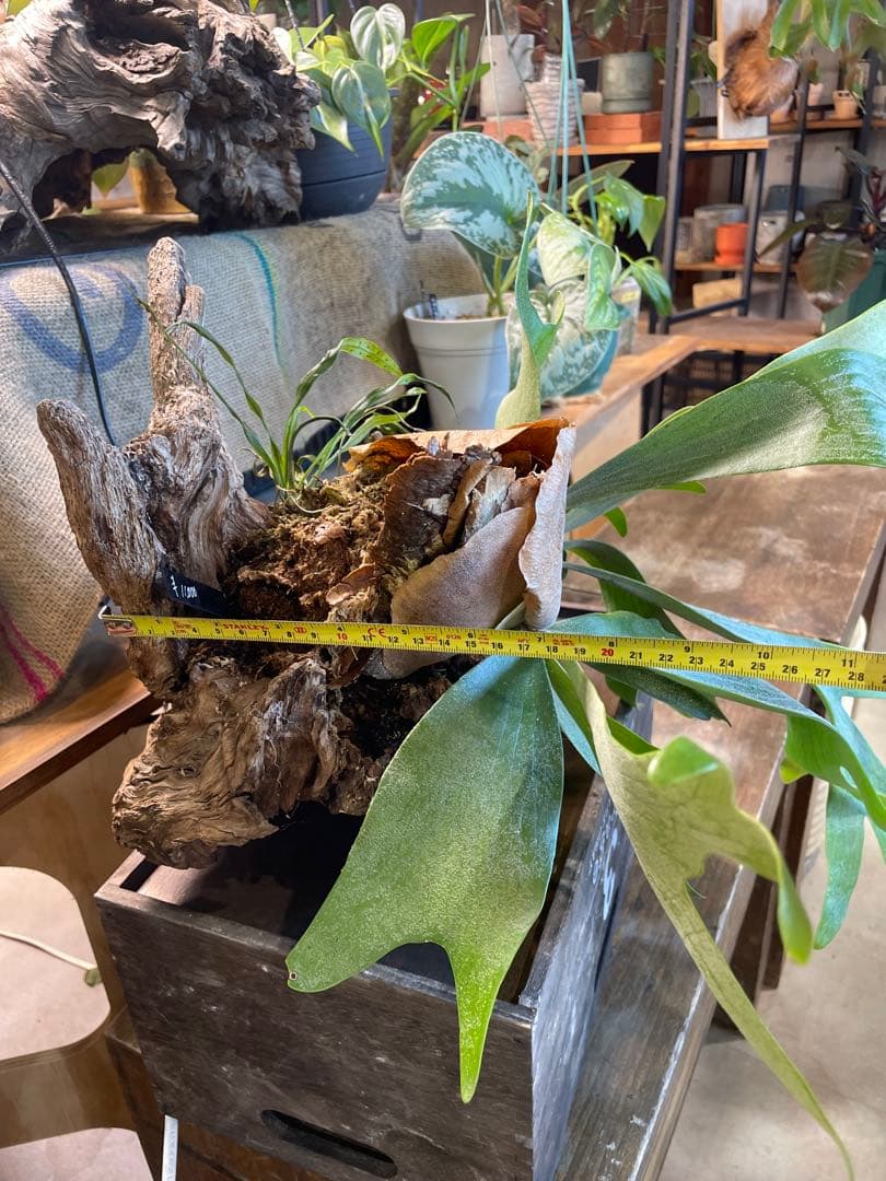 ビカクシダ 流木付