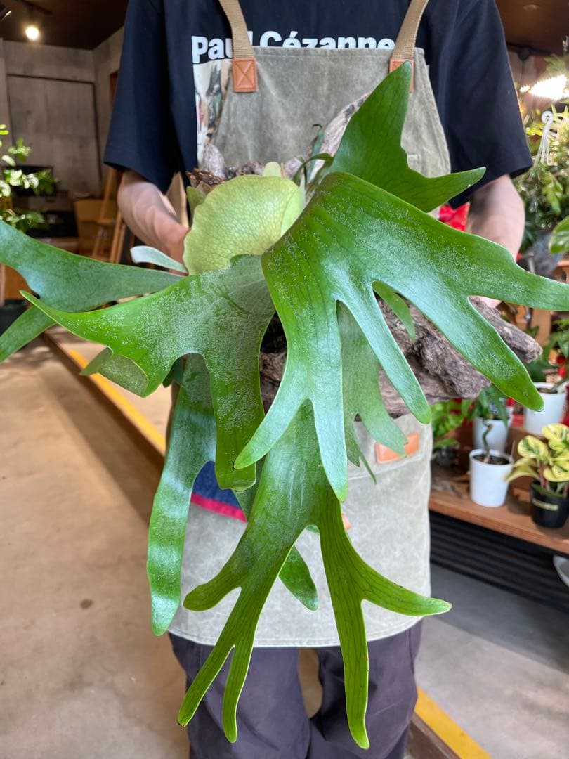 ビカクシダ 流木付