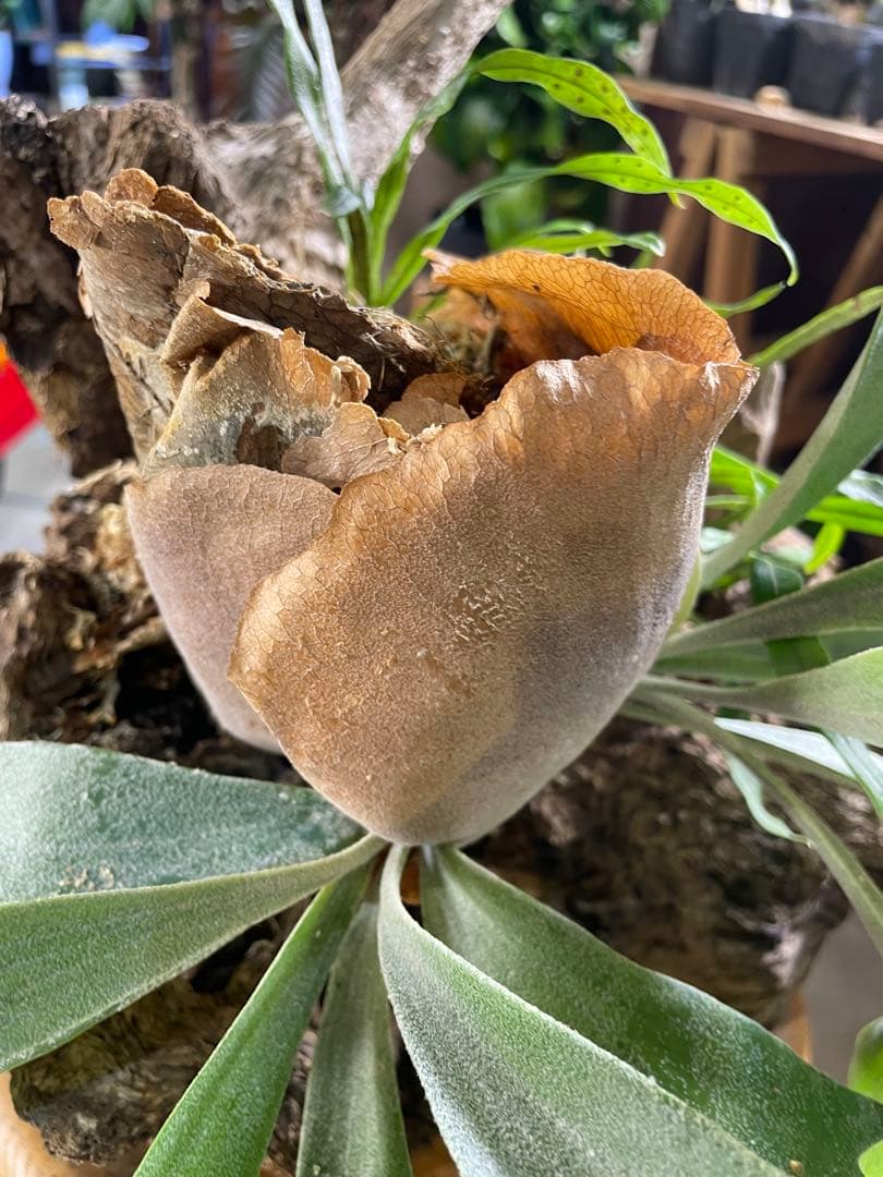 ビカクシダ 流木付