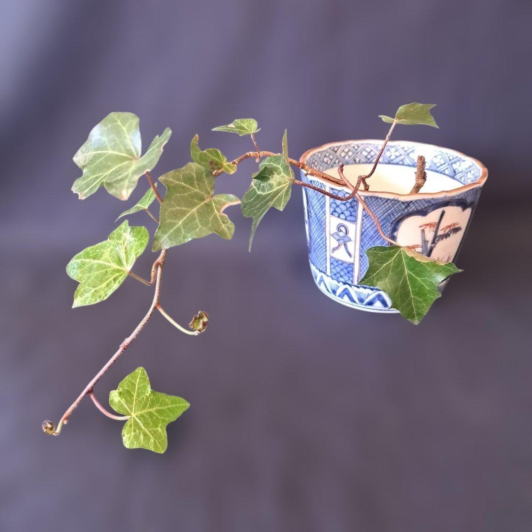 「新春に 松竹梅のそば猪口！②」 古伊万里猪口(直径10.5cm) 骨董アンティ