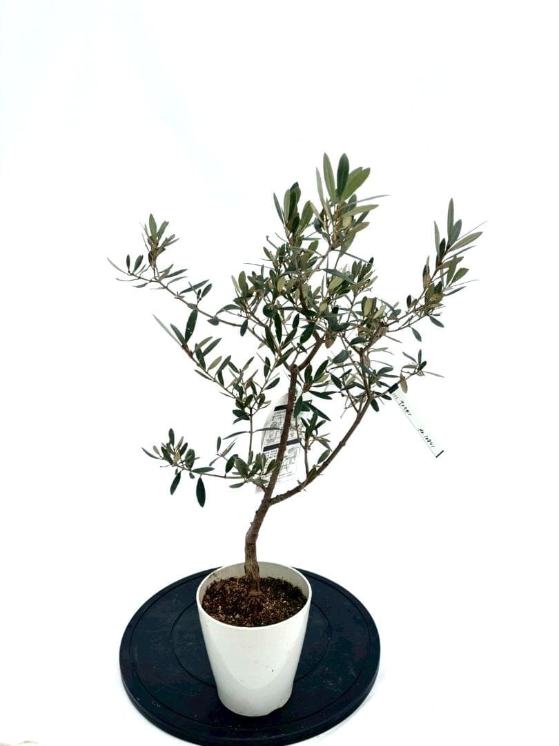 オリーブの木　アメリカン　5号　約65cm　NO.841　希少品種　現品掲載