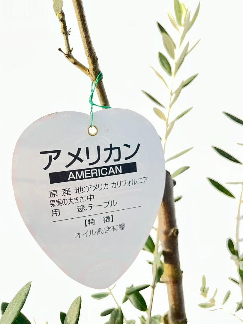 オリーブの木　アメリカン　5号　約65cm　NO.841　希少品種　現品掲載