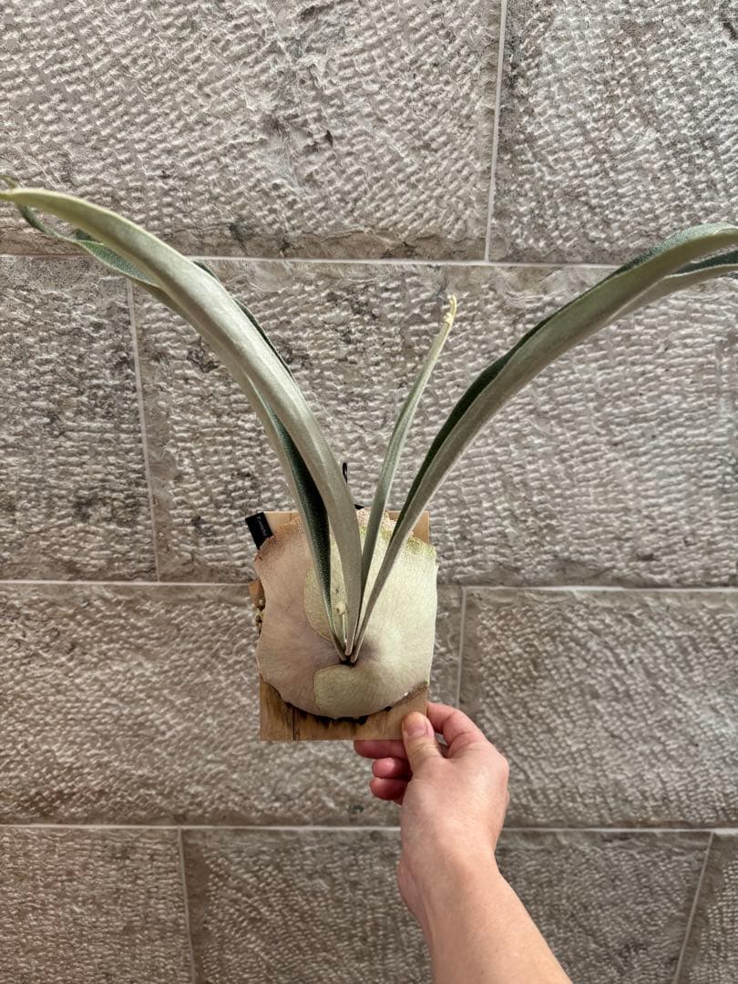 ビカクシダ P.veitchii Auburn  ベイチー AR子株