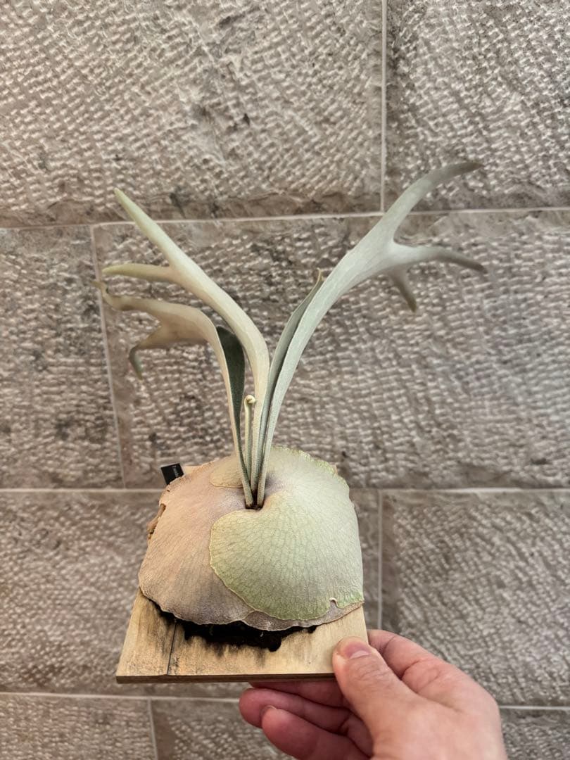 ビカクシダ P.veitchii Auburn  ベイチー AR子株