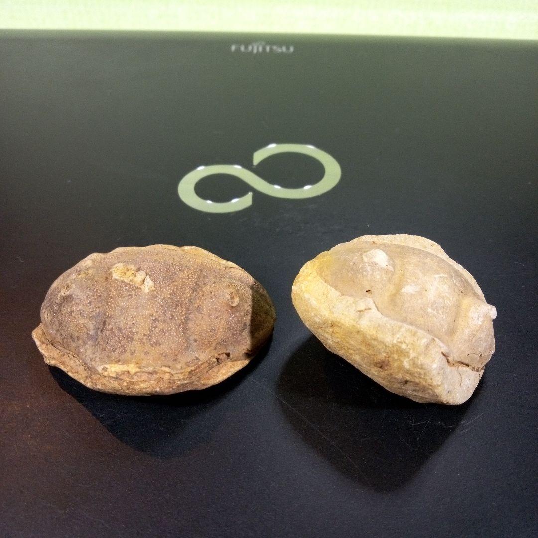 三葉虫　化石　fossil　ボリビア産　レア　Fossil識別②　２個セット