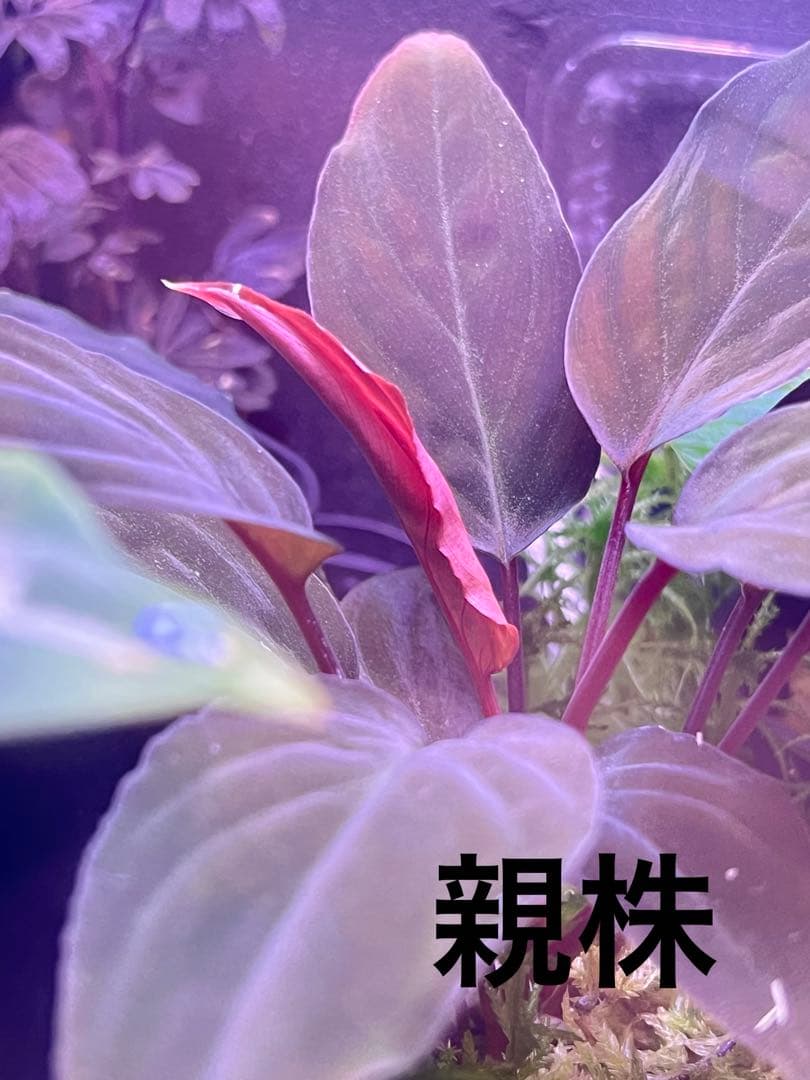 し*ん様 Homalomena sp. “夕霧” T-3810-2 ホマロメナ