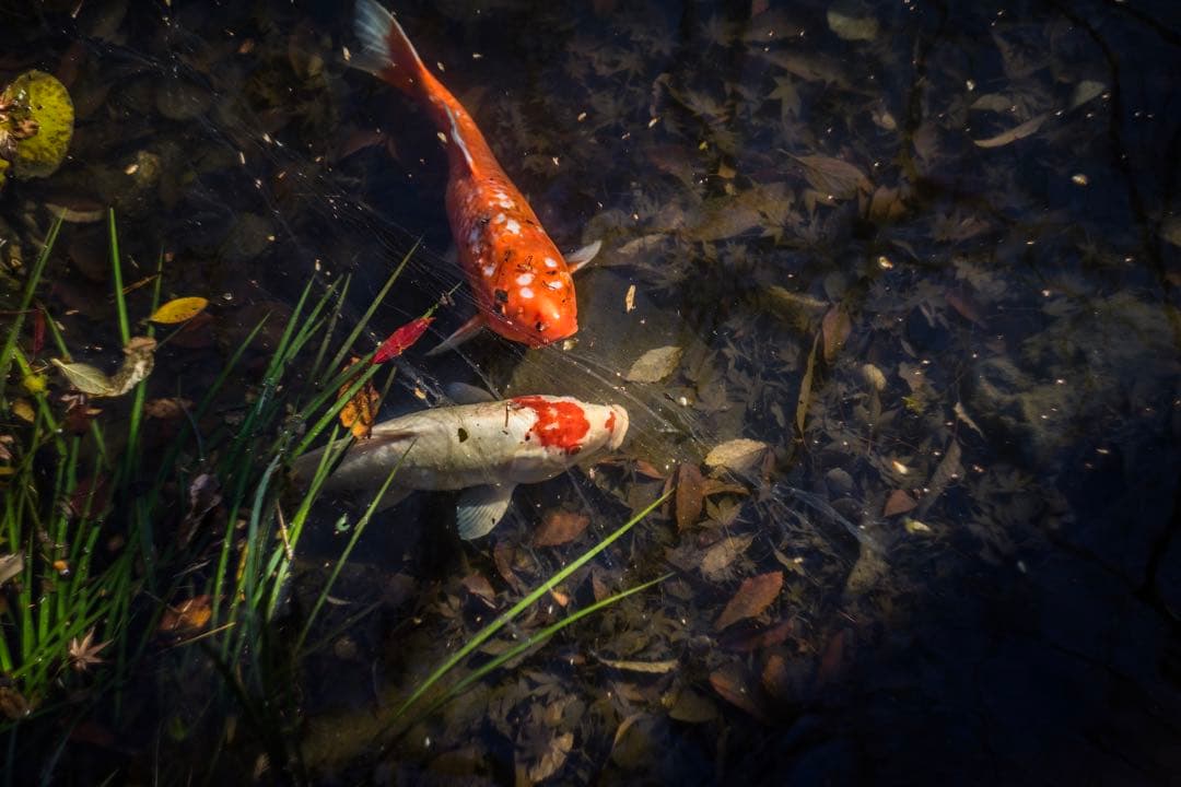 分解清掃済 Helios-44-2 58mm f2 ぐるぐるボケ 2