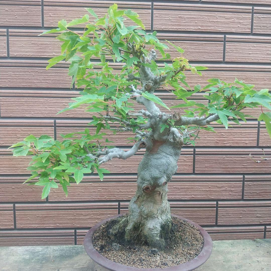 ※盆栽カエデ/中品盆栽/足元の根張と太く曲がった極太幹の盆栽(落葉しました)