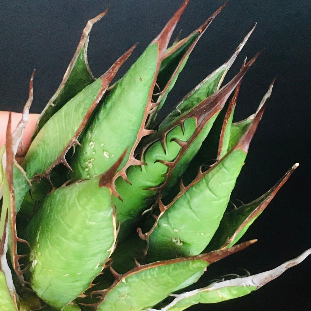 【高騰品種】1 イスラエルホリダ アガベ 極上強棘 丸葉ボールタイプ 特選