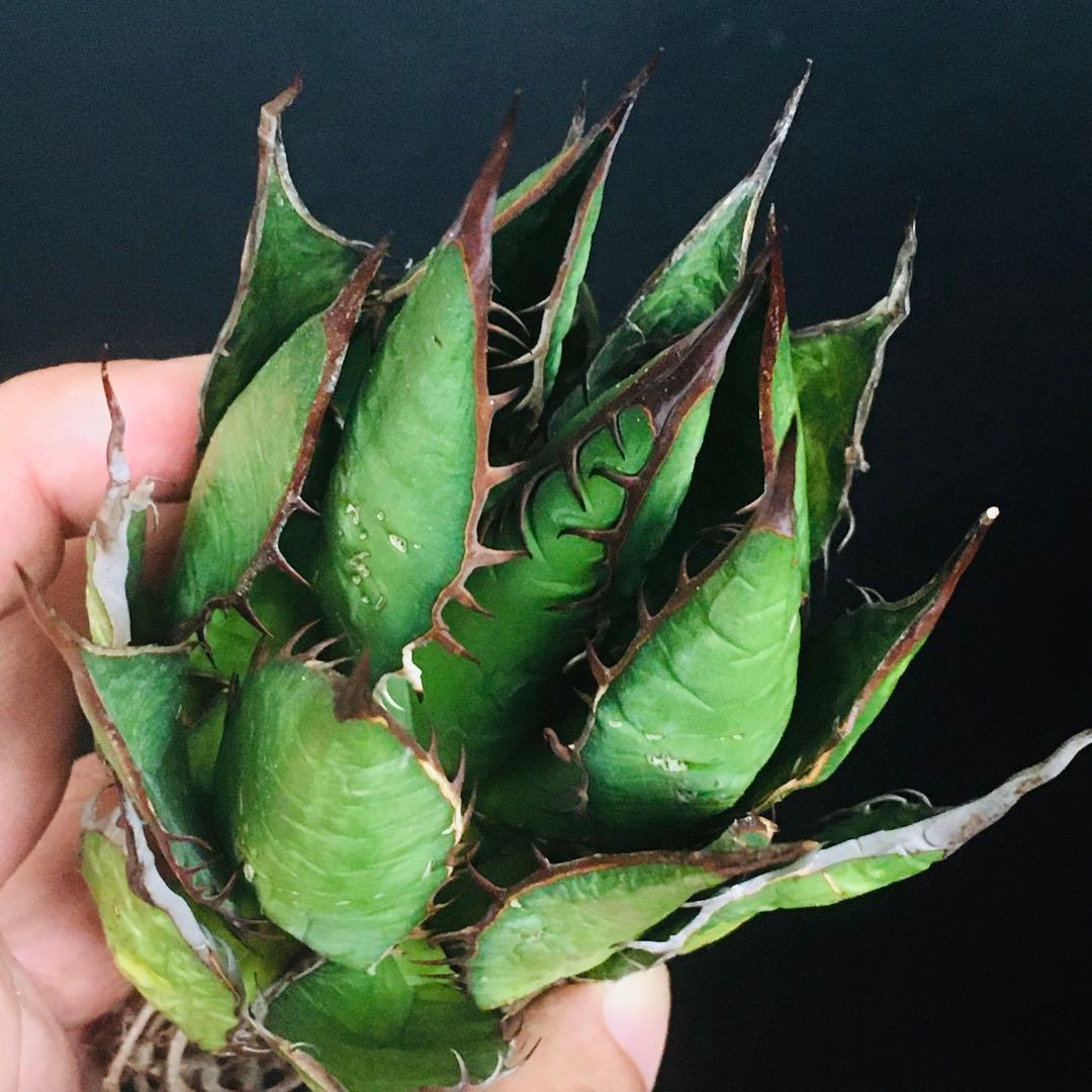 【高騰品種】1 イスラエルホリダ アガベ 極上強棘 丸葉ボールタイプ 特選