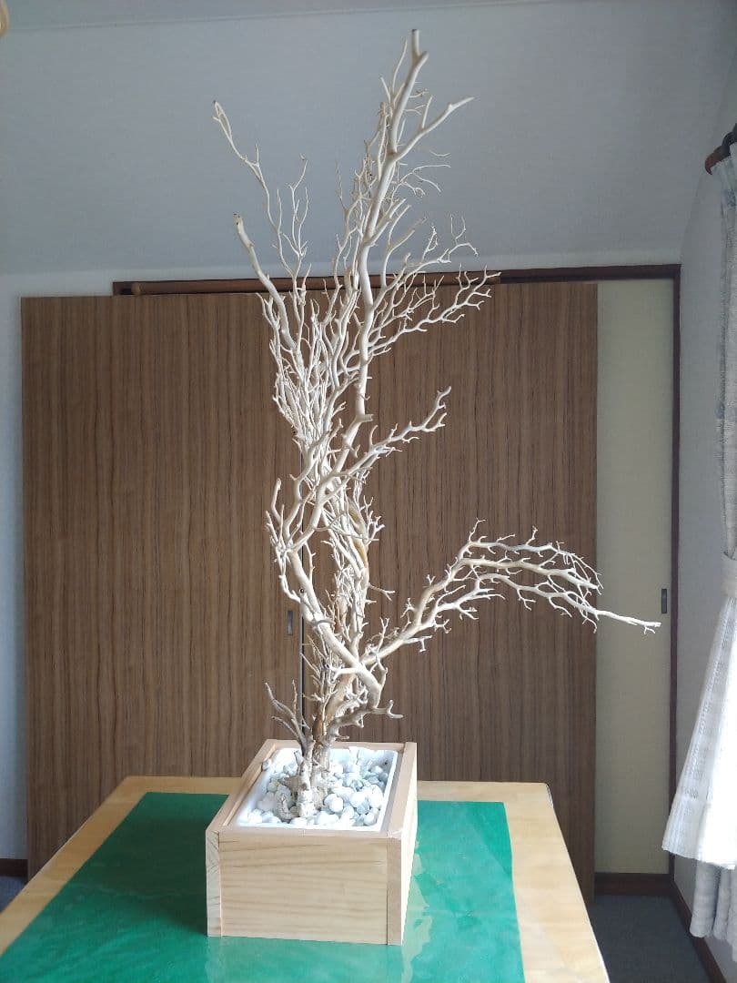 希少珊瑚 ☆深海松 海松