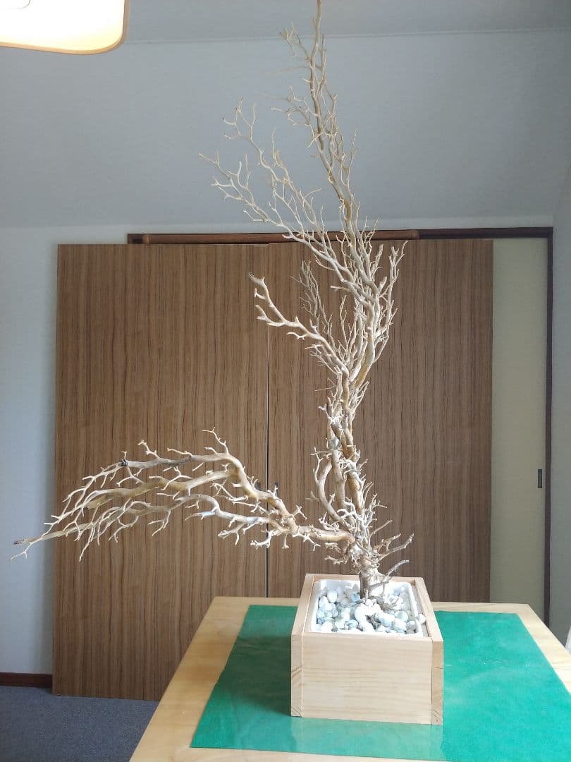 希少珊瑚 ☆深海松 海松