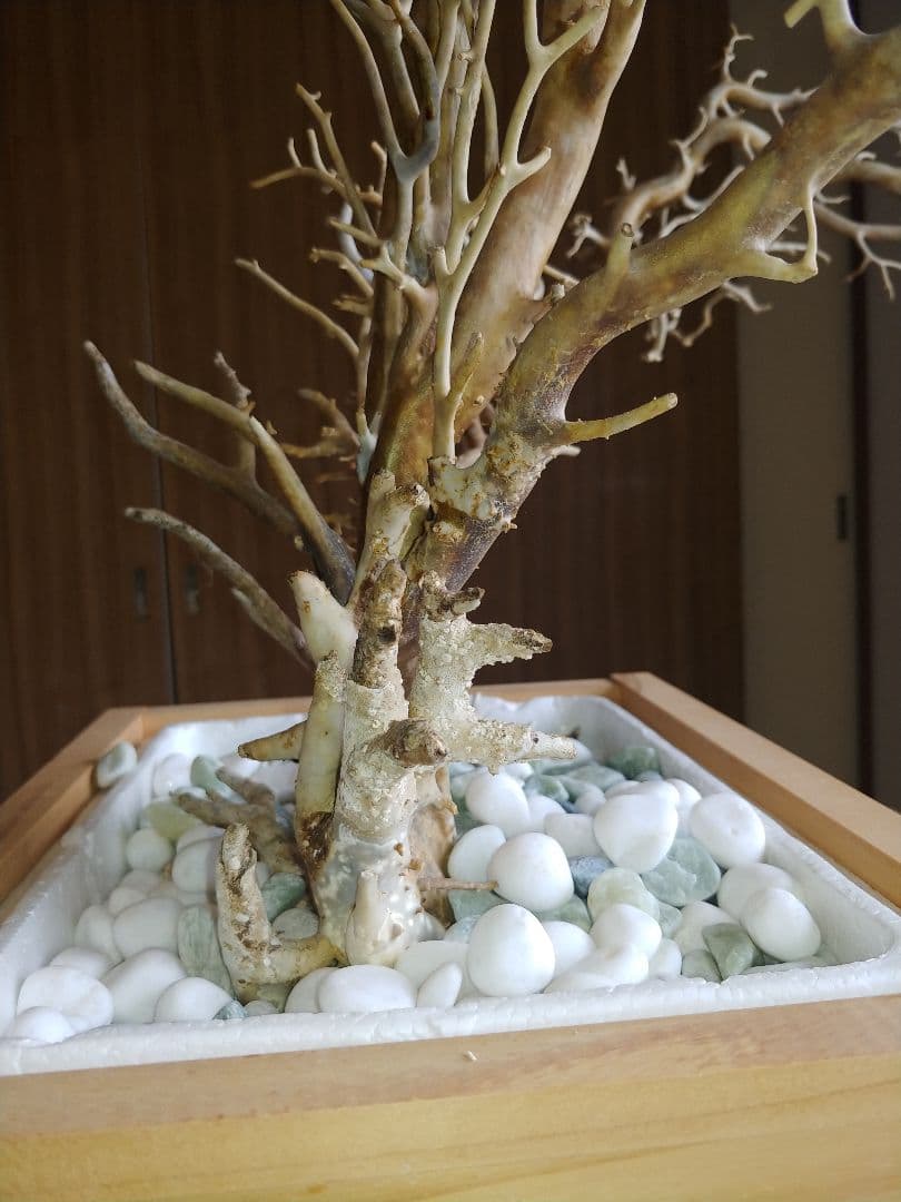 希少珊瑚 ☆深海松 海松