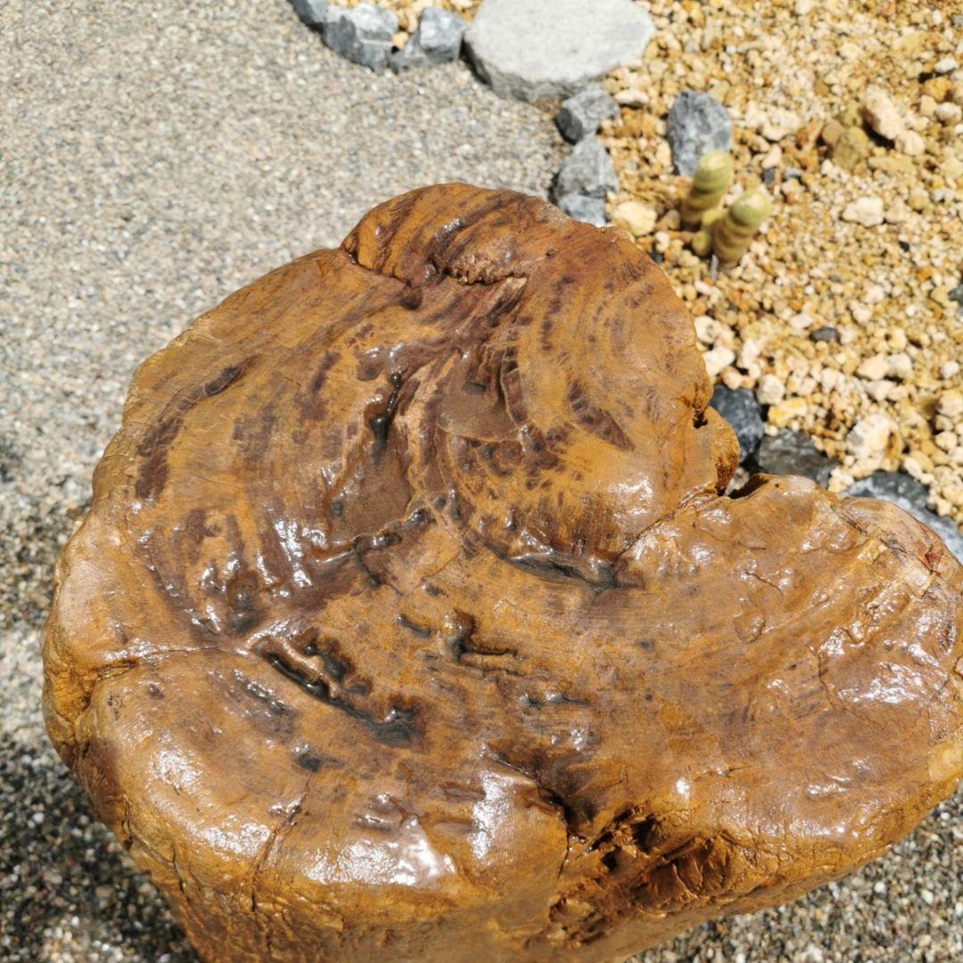 インドネシア産　珪化木　297キロ　木化石　庭石　石　鑑賞石　置物　オブジェ