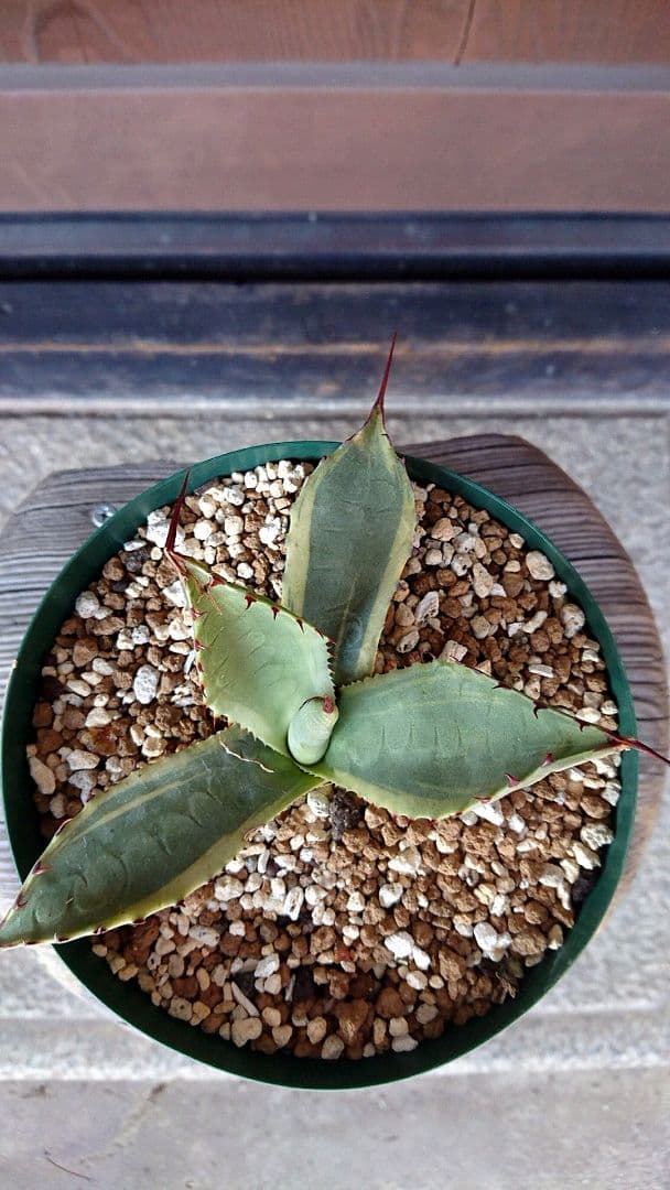 フラワー・ガーデニング Agave parryi  parryi 'Lucky Stripe' 69