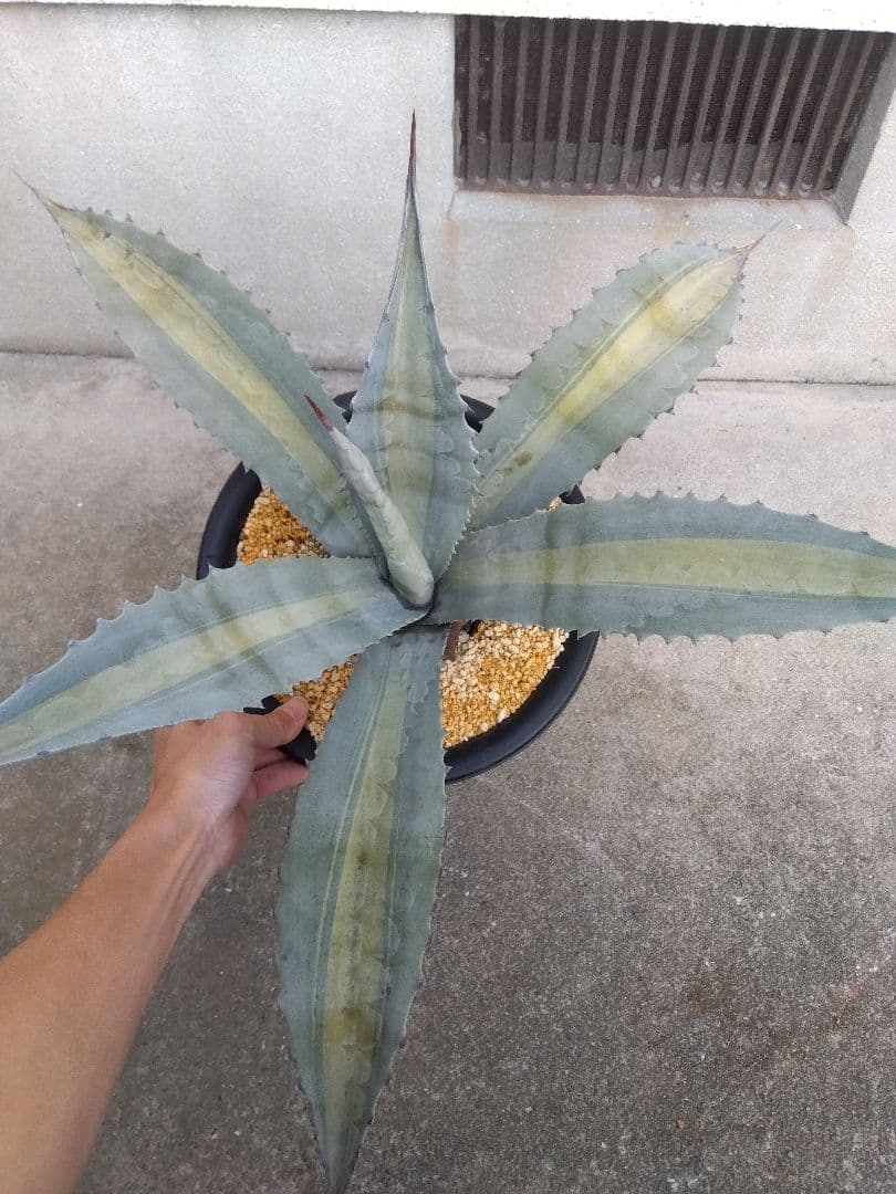 アガベ　エクスパンサ　中斑入り　大株70センチ❗　①