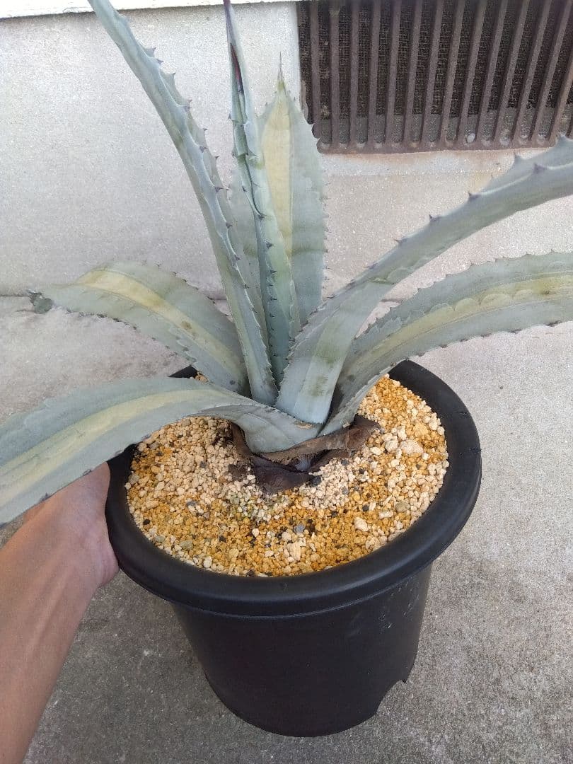 アガベ　エクスパンサ　中斑入り　大株70センチ❗　①