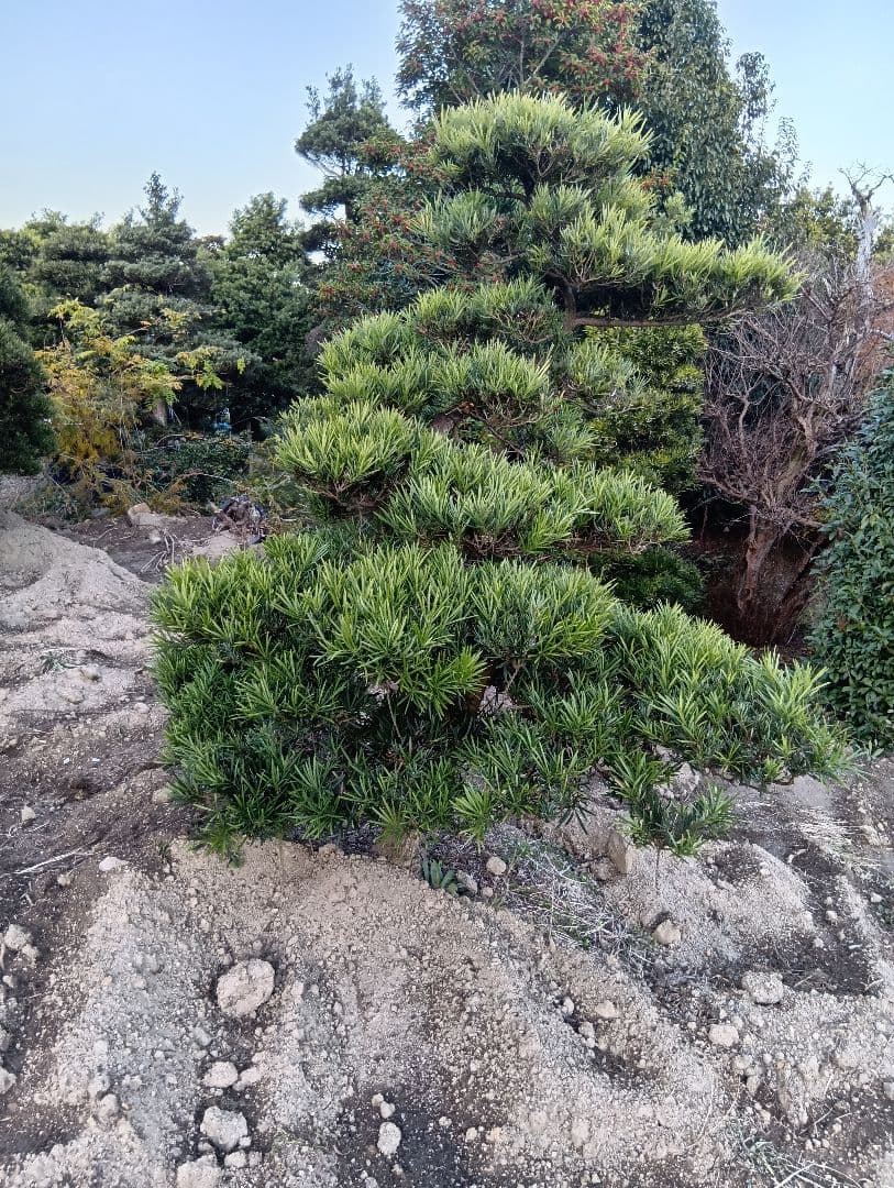 ラカンマキ（カッチョイイサイズ）インテリア用庭木