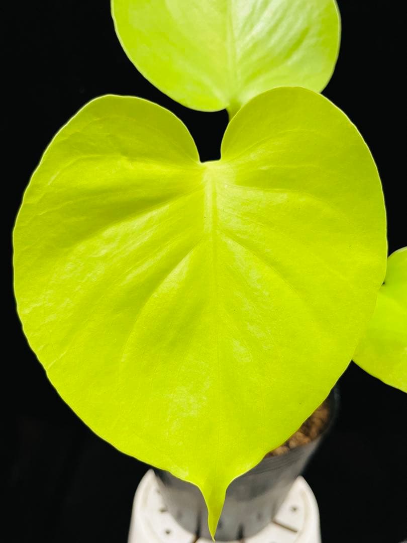 モンステラ　デリシオーサ ‘Gold Monster’ 新種　黄金葉　中小株