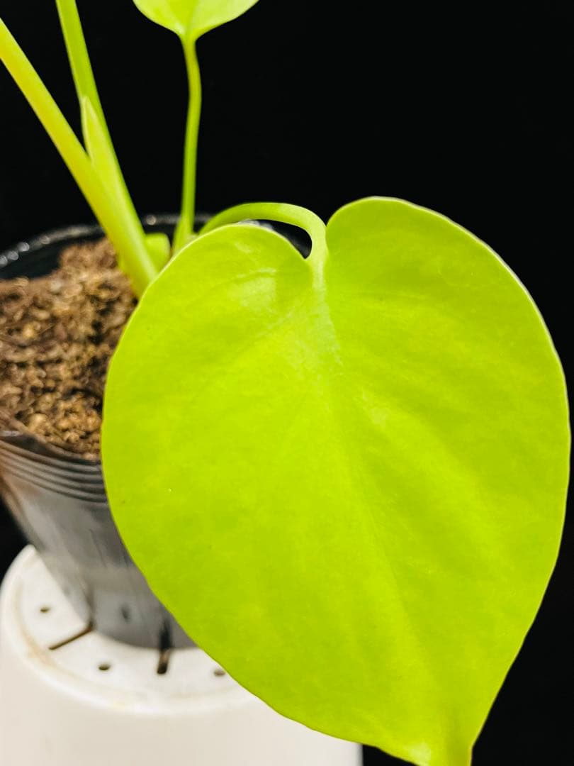 モンステラ　デリシオーサ ‘Gold Monster’ 新種　黄金葉　中小株