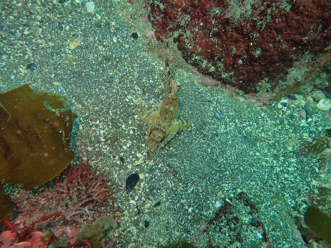 OLYMPUS オリンパスTG-3 水中ハウジング 防水ライトセット