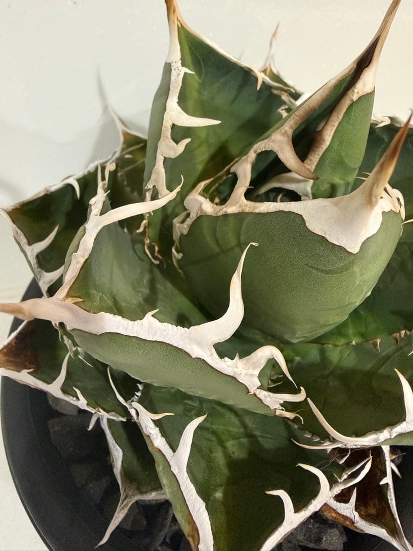 ディアボロビアンコ（Mt.Fuji産）親株　アガベ　オテロイ　チタノタ