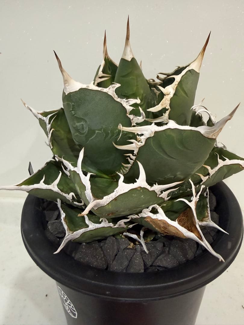 ディアボロビアンコ（Mt.Fuji産）親株　アガベ　オテロイ　チタノタ