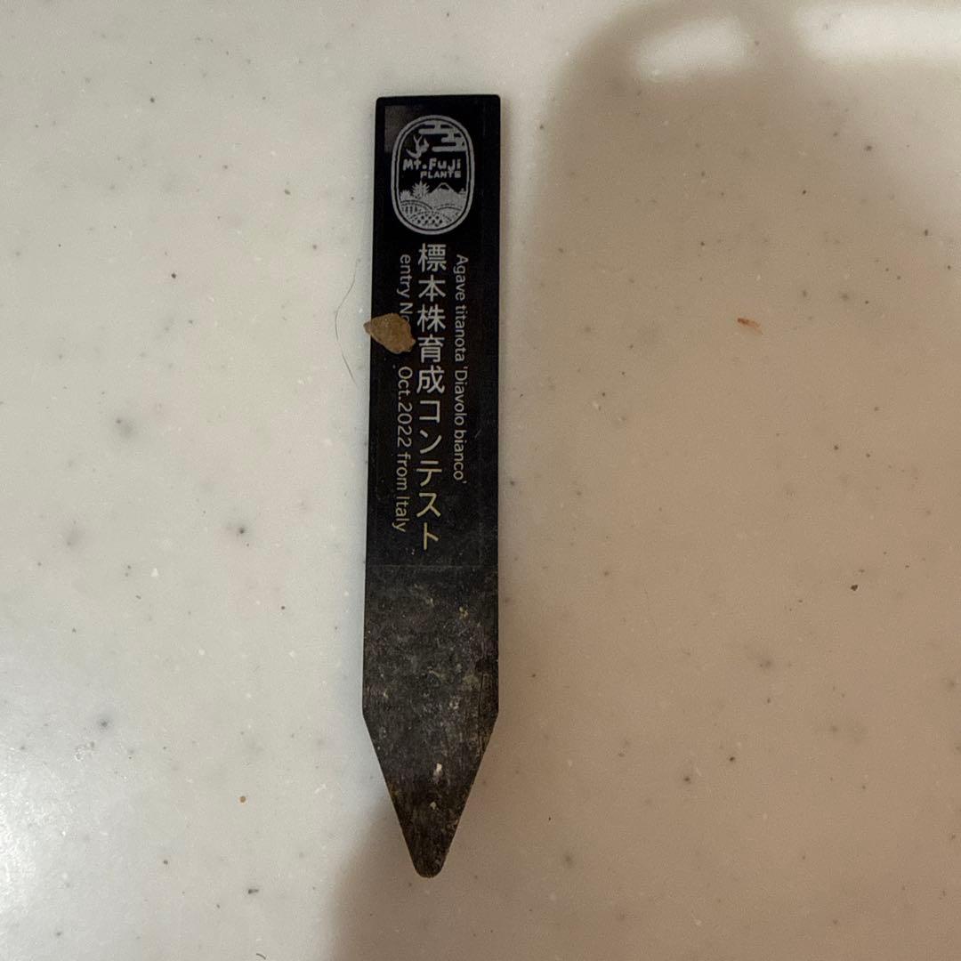 ディアボロビアンコ（Mt.Fuji産）親株　アガベ　オテロイ　チタノタ