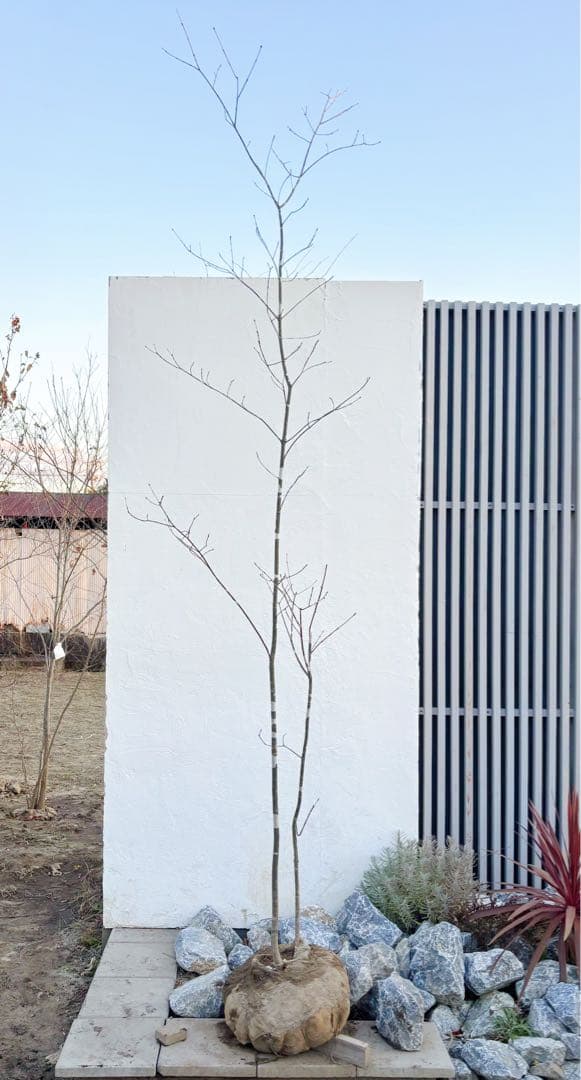 美斑紋。美形 山採りアオダモ3.4M(鉢底から)品番A