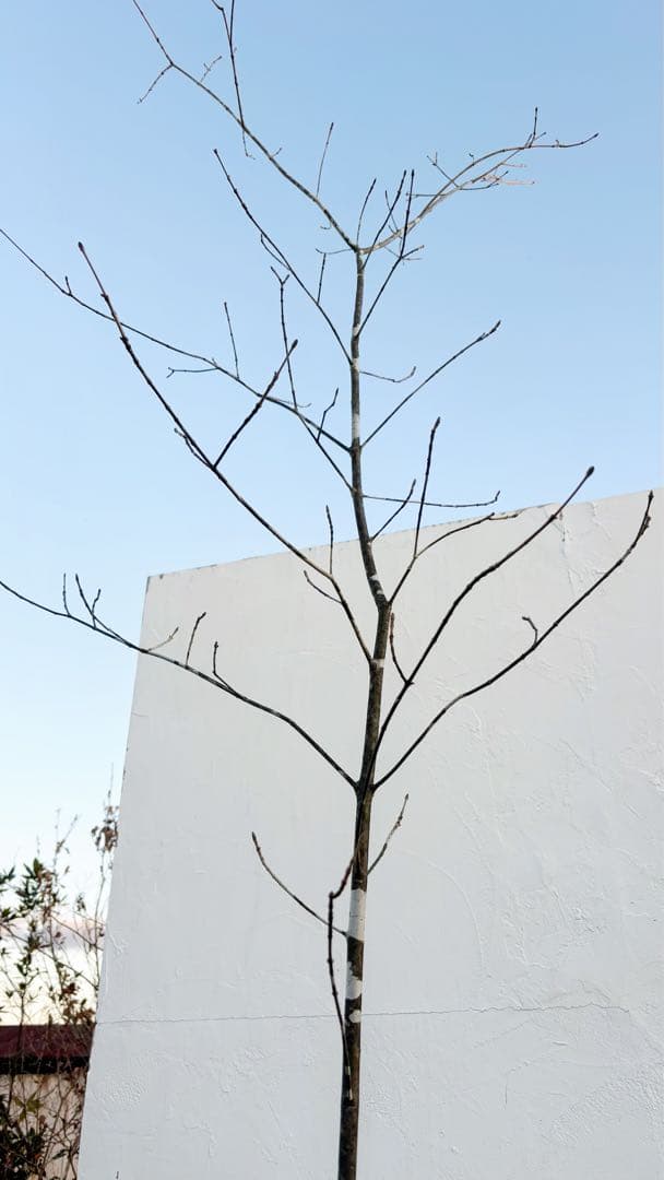 美斑紋。美形 山採りアオダモ3.4M(鉢底から)品番A